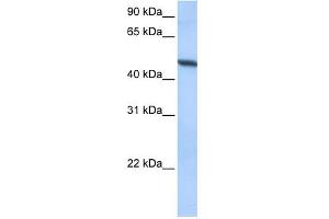 ADAM33 antibody used at 0.