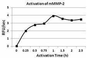 Matrix Metalloproteinase 2 (MMP2) (AA 34-662), (C-Term) (Active) protein