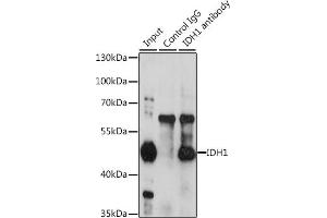 Immunoprecipitation analysis of 200 μg extracts of HeLa cells, using 3 μg IDH1 antibody (ABIN6131797, ABIN6142143, ABIN6142144 and ABIN6217174).