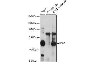 Immunoprecipitation analysis of 200 μg extracts of HeLa cells, using 3 μg IDH1 antibody (ABIN6131797, ABIN6142143, ABIN6142144 and ABIN6217174). (IDH1 anticorps  (AA 1-414))