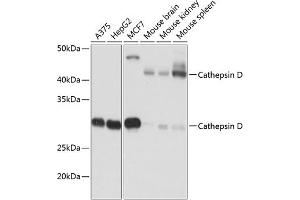 Western blot analysis of extracts of various cell lines, using Cathepsin D antibody (ABIN7266149) at 1:1000 dilution. (Cathepsin D anticorps)