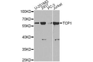 Western blot analysis of extracts of various cell lines, using TCP1 antibody. (TCP1 alpha/CCTA anticorps  (AA 307-556))