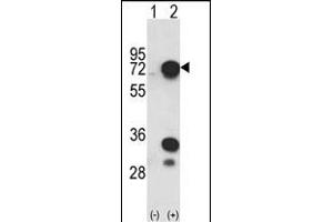 Western blot analysis of HNRPL (arrow) using rabbit polyclonal HNRPL Antibody (C-term) (ABIN650773 and ABIN2839553). (HNRNPL anticorps  (C-Term))