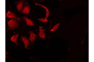 ABIN6267704 staining 293 by IF/ICC.