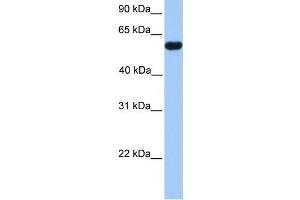 Western Blotting (WB) image for anti-CUGBP, Elav-Like Family Member 2 (CELF2) antibody (ABIN2458486) (CELF2 anticorps)