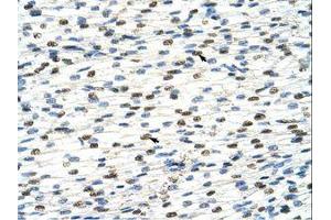 Image no. 1 for anti-DAZ Associated Protein 1 (DAZAP1) (AA 321-370) antibody (ABIN202449)