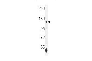 ISWI Antibody (C-term) (ABIN655530 and ABIN2845043) western blot analysis in K562 cell line lysates (35 μg/lane).