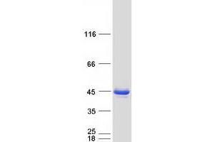 Validation with Western Blot