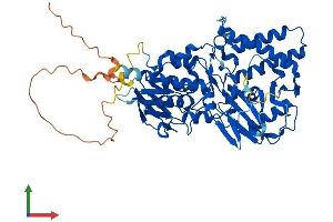 AlphaFold protein structure predicition of Human Recombinant SMOX Protein, UniprotID Q9NWM0