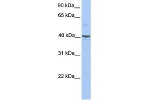 WB Suggested Anti-PELI3 Antibody Titration: 0. (Pellino 3 anticorps  (N-Term))
