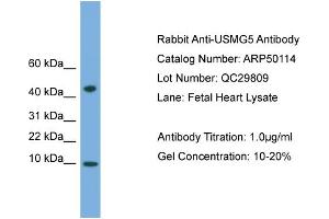 WB Suggested Anti-USMG5  Antibody Titration: 0.
