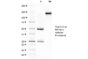 SDS-PAGE Analysis Purified Glycophorin A Mouse Monoclonal Antibody (JC159). (CD235a/GYPA anticorps)