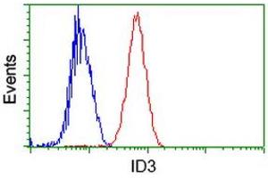 Image no. 1 for anti-Inhibitor of DNA Binding 3, Dominant Negative Helix-Loop-Helix Protein (ID3) antibody (ABIN1498780) (ID3 anticorps)