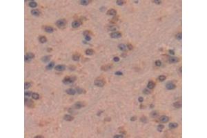 IHC-P analysis of Mouse Tissue, with DAB staining. (BMPER anticorps  (AA 40-298))