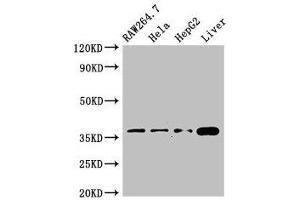 Western Blot Positive WB detected in: RAW264. (CDX4 anticorps  (AA 16-174))