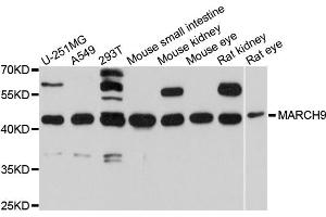 Western blot analysis of extracts of various cell lines, using MARCH9 antibody (ABIN4904307) at 1:1000 dilution.
