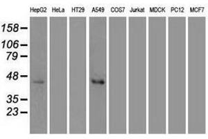 Image no. 3 for anti-Mitogen-Activated Protein Kinase 8 (MAPK8) (AA 1-384) antibody (ABIN1490768)