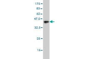 Western Blot detection against Immunogen (38.