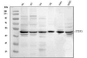 Western blot analysis of YB1 using anti-YB1 antibody (ABIN3043966). (YBX1 anticorps  (C-Term))