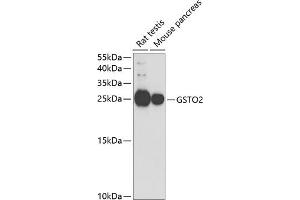 Western blot analysis of extracts of various cell lines, using GSTO2 antibody (ABIN6131725, ABIN6141477, ABIN6141479 and ABIN6221455) at 1:1000 dilution. (GSTO2 anticorps  (AA 124-243))