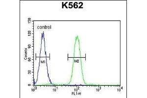 SP1 Antibody (C-term ) (ABIN655398 and ABIN2844945) flow cytometric analysis of K562 cells (right histogram) compared to a negative control cell (left histogram).