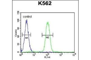 SP1 Antibody (C-term ) (ABIN655398 and ABIN2844945) flow cytometric analysis of K562 cells (right histogram) compared to a negative control cell (left histogram). (SP1 anticorps  (C-Term))