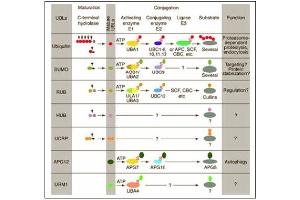 Conjugation pathways for ubiquitin and ubiquitin-like modifiers (UBLs). (Cullin 7 anticorps  (C-Term))