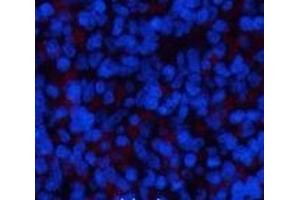 Immunofluorescence analysis of Rat spleen tissue using ERK 1 Monoclonal Antibody at dilution of 1:200.