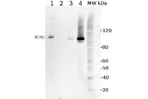 5ug of total protein from (1) Arabidopsis thaliana leaf extracted with Protein ExtrationBuffer, PEB , (2) Spinacia oleracea total cell, extracted with PEB, (3)Hordeum vulgare total cell extracted with PEB, (4) Zea mays total cell extracted withPEB, were separated on 4-12% NuPage (Invitrogen) LDS-PAGE and blotted 1h toPVDF.