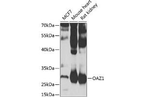 Western blot analysis of extracts of various cell lines, using O antibody (ABIN6128394, ABIN6144987, ABIN6144988 and ABIN6223321) at 1:1000 dilution. (OAZ1 anticorps  (AA 1-68))