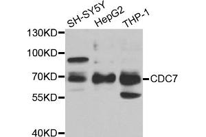 Western blot analysis of extracts of various cell lines, using CDC7 antibody (ABIN5973364) at 1/1000 dilution. (CDC7 anticorps)
