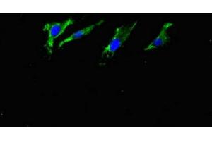 Immunofluorescent analysis of Hela cells using ABIN7144489 at dilution of 1:100 and Alexa Fluor 488-congugated AffiniPure Goat Anti-Rabbit IgG(H+L) (APP anticorps)