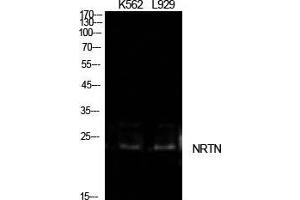 Western Blot (WB) analysis of K562, L929 cells using NTN Polyclonal Antibody. (Neurturin anticorps  (Internal Region))