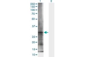 Western Blot analysis of ELA3B expression in transfected 293T cell line by ELA3B monoclonal antibody (M06), clone 3H3. (Elastase 3B anticorps  (AA 19-270))
