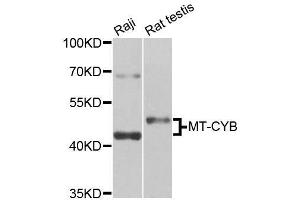 Western blot analysis of extracts of various cell lines, using MT-CYB antibody (ABIN5996506) at 1/1000 dilution. (Cytochrome b anticorps)