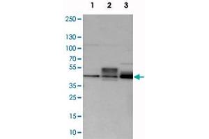 Western blot analysis of cell lysates with MAFB polyclonal antibody  at 1:250-1:500 dilution.