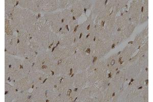ABIN6276500 at 1/100 staining Mouse heart tissue by IHC-P. (UBE2K anticorps  (C-Term))