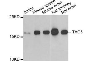 Western Blotting (WB) image for anti-Tachykinin 3 (TAC3) antibody (ABIN1980328) (Tachykinin 3 anticorps)