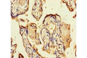 Immunohistochemistry of paraffin-embedded human placenta tissue using ABIN7154402 at dilution of 1:100 (GM-CSF anticorps  (AA 18-144))