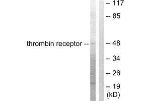 Western Blotting (WB) image for anti-Coagulation Factor II (thrombin) Receptor (F2R) (N-Term) antibody (ABIN1848802) (PAR1 anticorps  (N-Term))