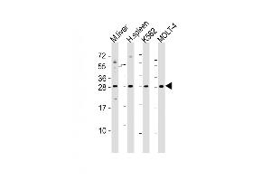 All lanes : Anti-SLA2 Antibody (Center) at 1:2000 dilution Lane 1: mouse liver lysates Lane 2: human spleen lysates Lane 3: K562 whole cell lysates Lane 4: MOLT-4 whole cell lysates Lysates/proteins at 20 μg per lane. (SLAP2 anticorps  (AA 138-169))