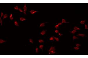 ABIN6274921 staining 293 by IF/ICC.