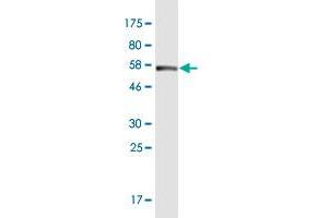 Western Blot detection against Immunogen (54.