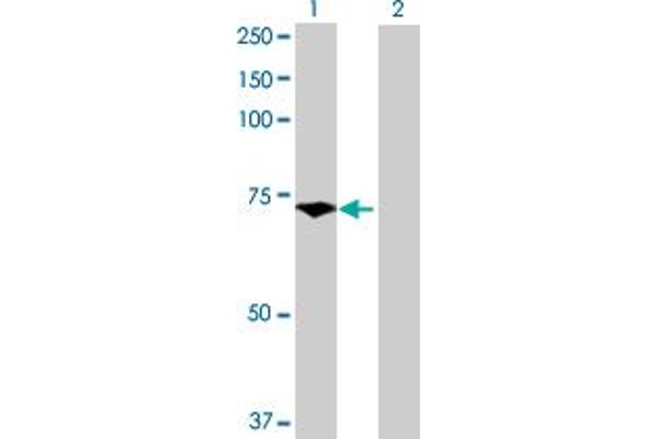 PES1 anticorps  (AA 1-588)