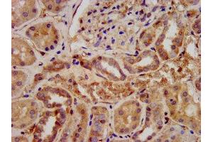 IHC image of ABIN7167453 diluted at 1:300 and staining in paraffin-embedded human kidney tissue performed on a Leica BondTM system.