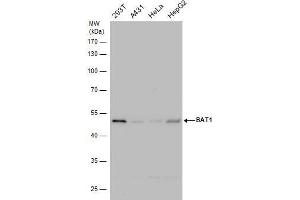 WB Image BAT1 antibody detects BAT1 protein by western blot analysis. (DDX39B anticorps)