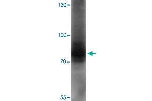 Western blot analysis of AFAP1L1 in A-549 cell lysate with AFAP1L1 polyclonal antibody  at 1 ug/mL. (AFAP1L1 anticorps  (N-Term))