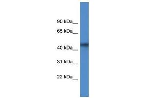 Western Blot showing AGPAT4 antibody used at a concentration of 1 ug/ml against MCF7 Cell Lysate