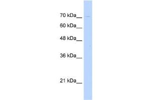 WB Suggested Anti-KIAA1333 Antibody Titration:  0. (G2E3 anticorps  (N-Term))