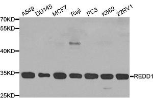 Western blot analysis of extracts of various cell lines, using DDIT4 antibody. (DDIT4 anticorps)